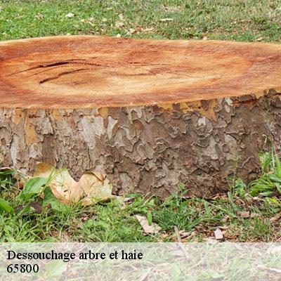 Dessouchage arbre et haie  65800