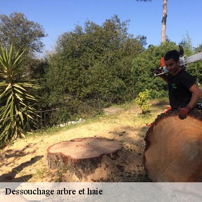 Dessouchage arbre et haie