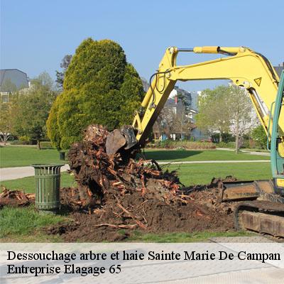 Dessouchage arbre et haie  sainte-marie-de-campan-65710 Entreprise Elagage 65