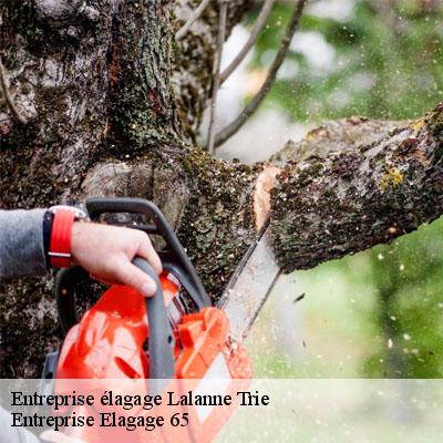 Entreprise élagage  lalanne-trie-65220 Entreprise Elagage 65