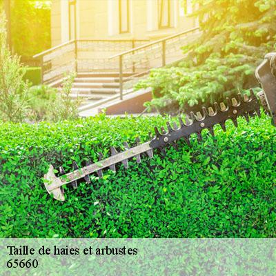 Taille de haies et arbustes 65660